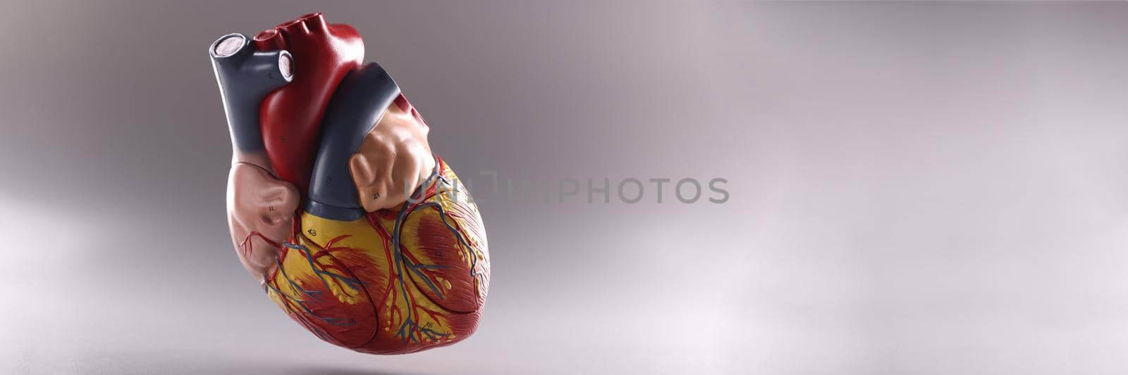 Human heart, anatomical medical model floating in air on grey background by kuprevich