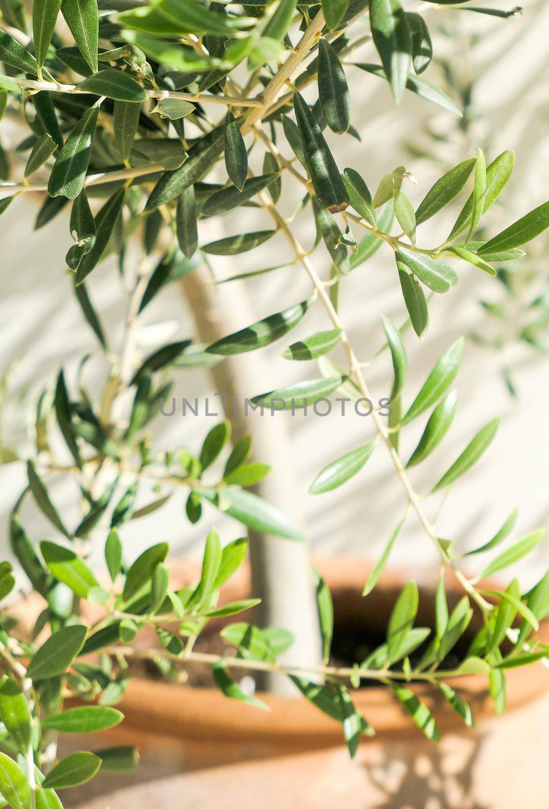 Olive tree and sunshine - gardening, nature background and environmental concept. The beauty of a green garden