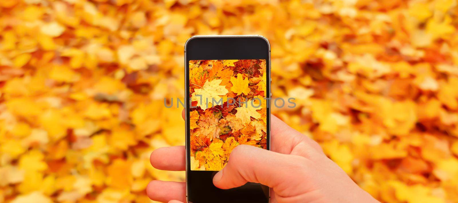 Male hand phone taking photo phone nature autumn leaves background fall season. Closeup hand mobile walking autumn mobile camera taking picture smartphone nature fall leaves photo mobile phone picture by synel