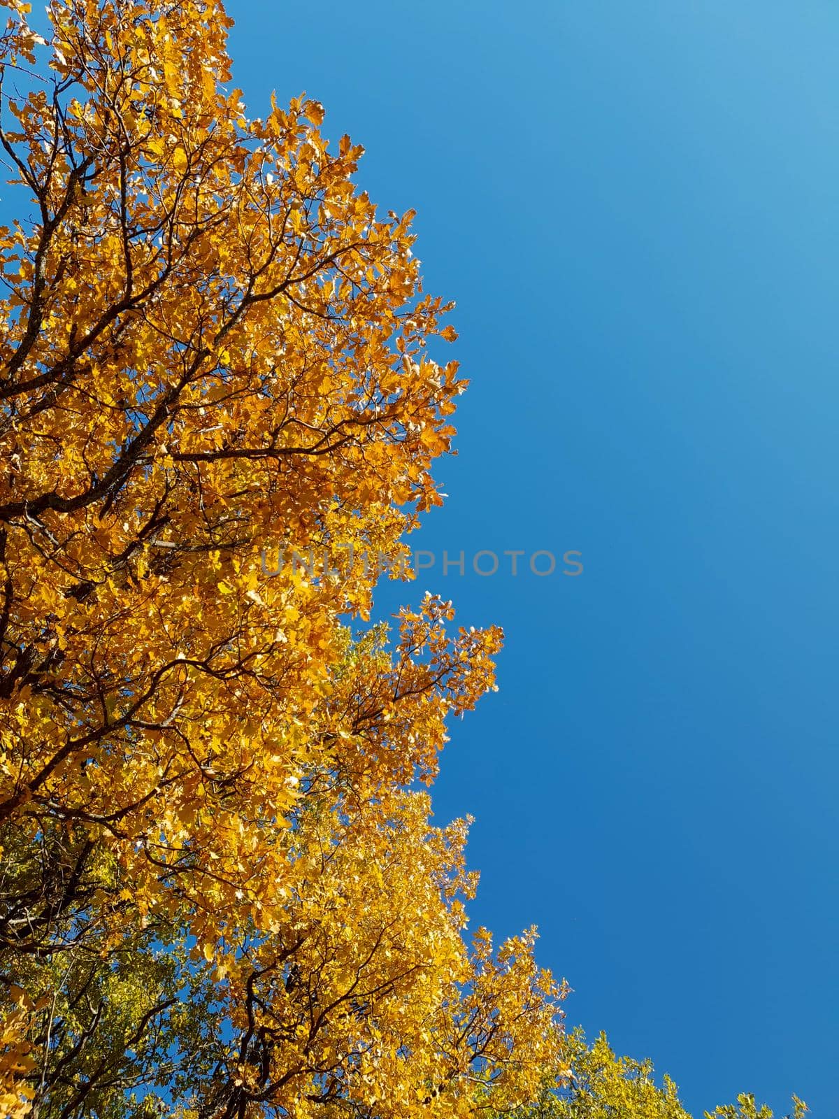 Yellow tree leaves against a clear blue sky. High quality photo