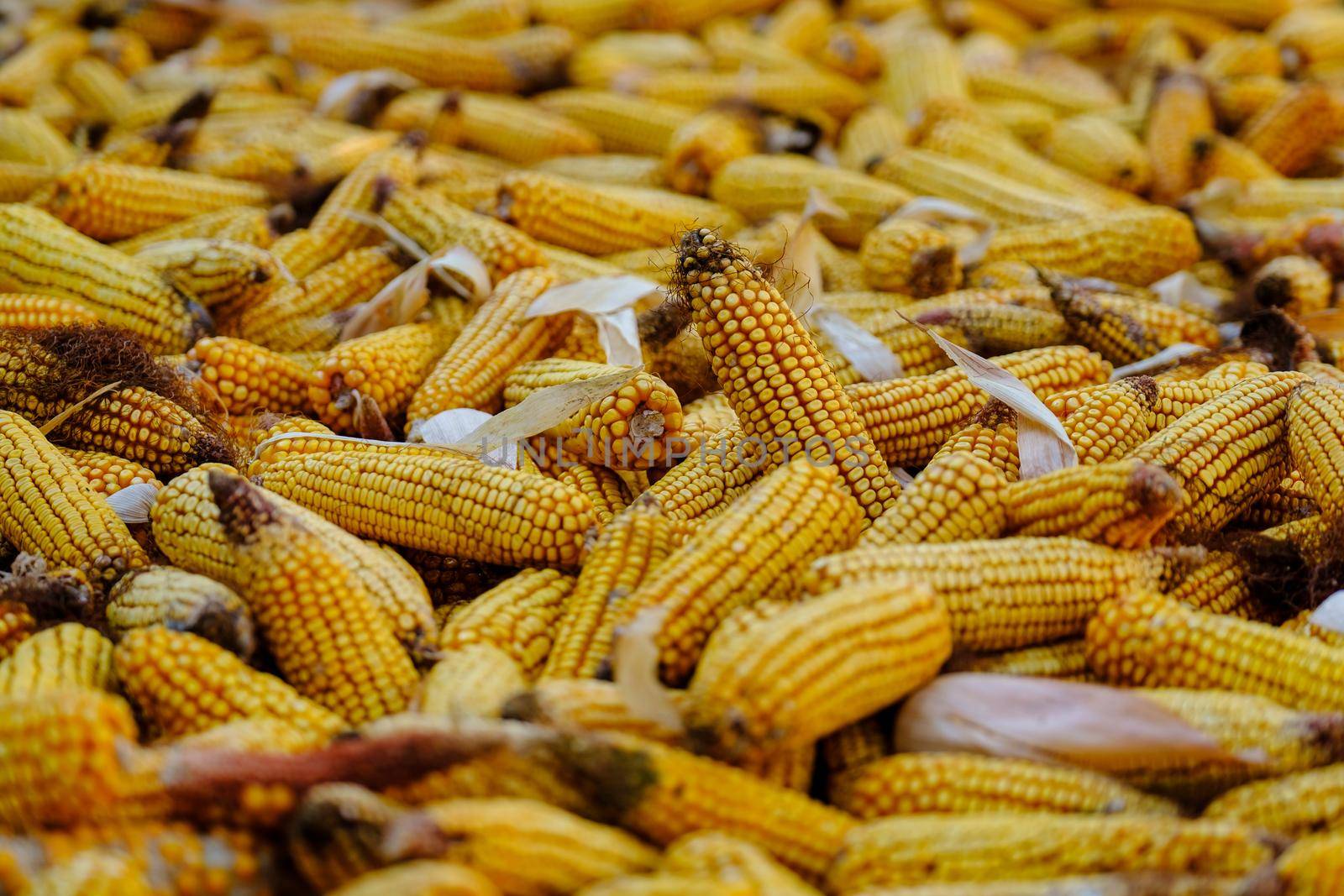 Photo food vegetable sweet raw ear corn. Texture background of fresh yellow corns. Image vegetable product big sweet maize corns