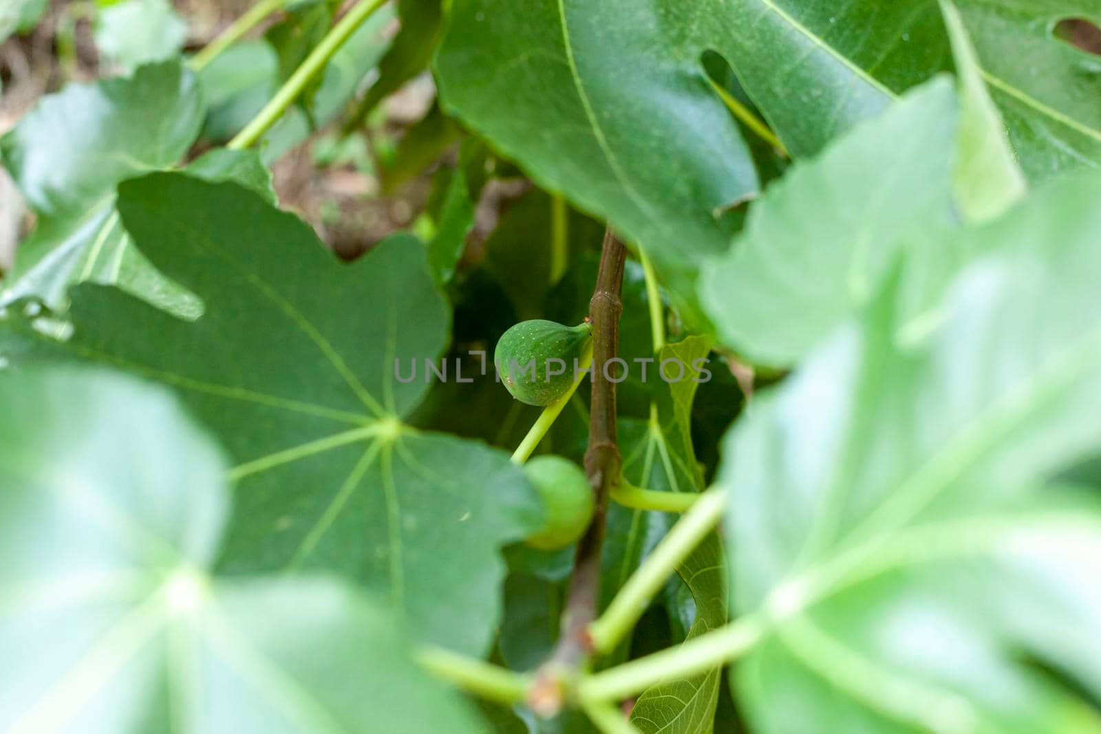 unripe fig fruit hidden in the leaves of a fig tree