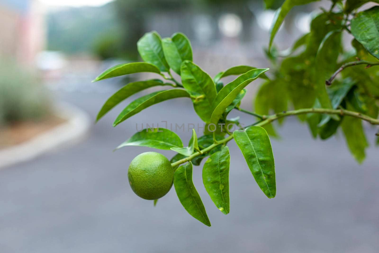 unripe lemon fruit growing on a lime tree