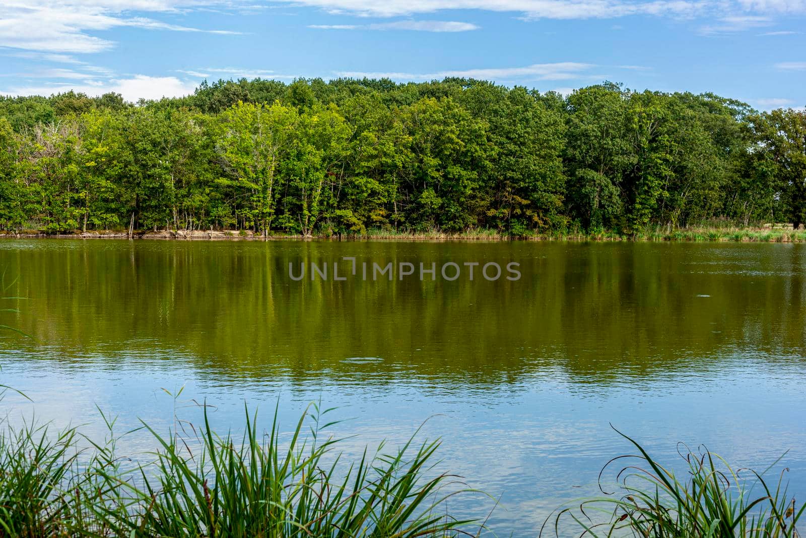 scenic view of a lake and a forest
