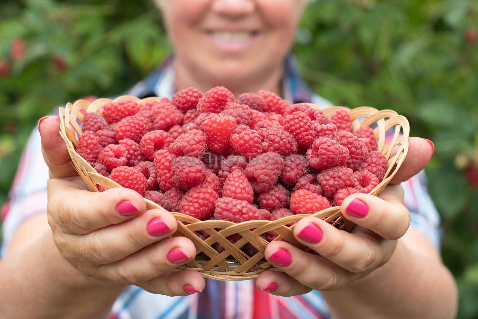 middle-aged blonde woman picks ripe raspberries in a basket, summer harvest of berries and fruits, sweet vitamins all year round. High quality photo