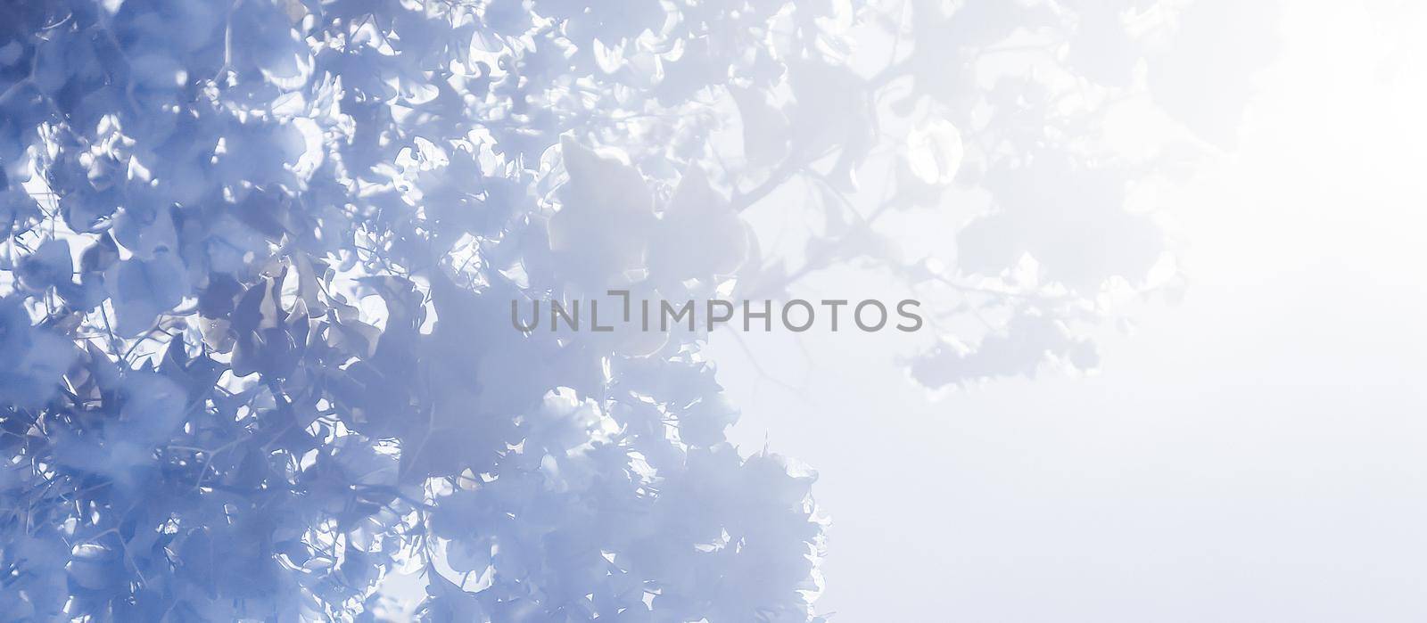 Flower background, spring nature and botanical beauty concept - Blue floral composition