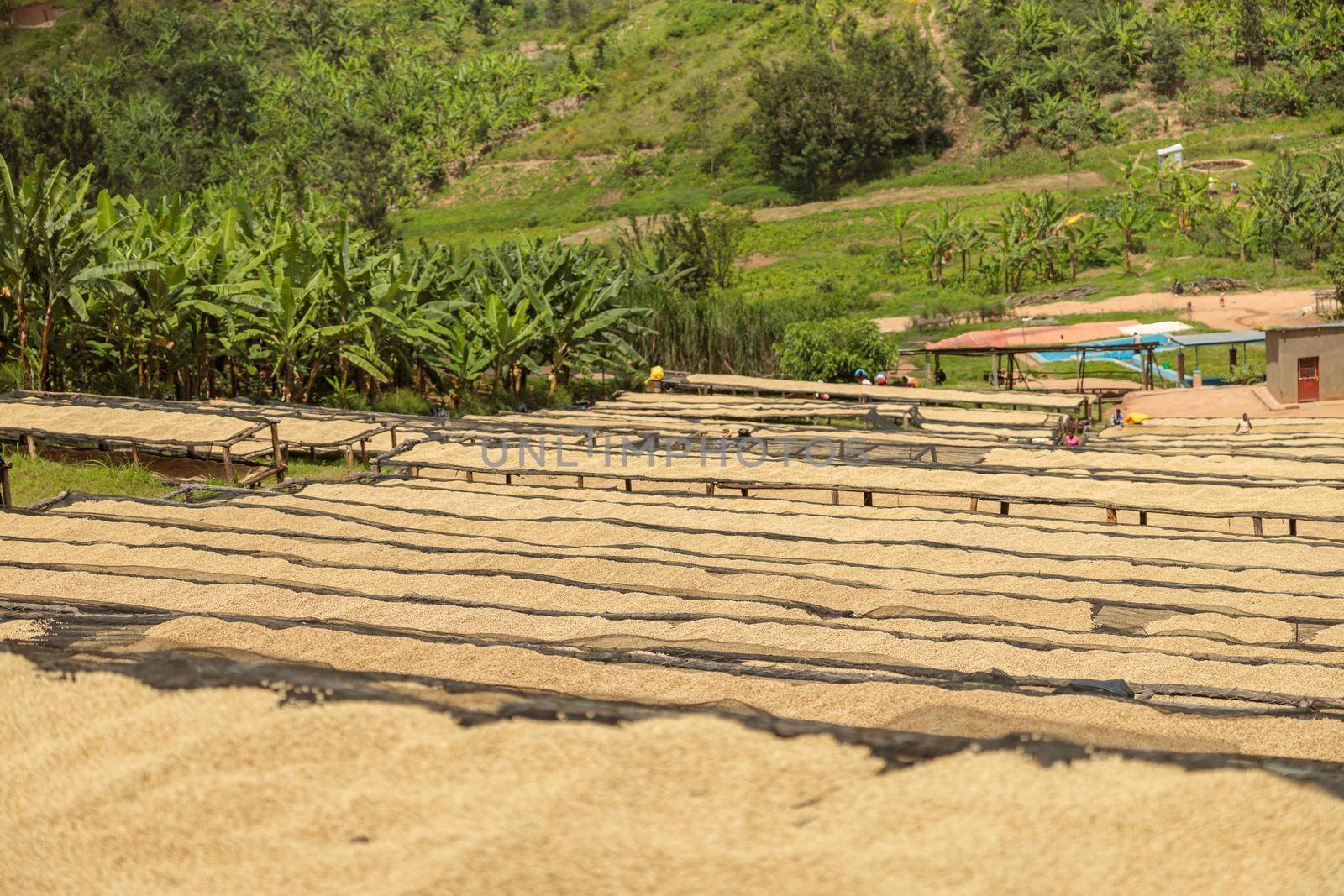 Many special racks for drying coffee beans at farm in Rwanda region