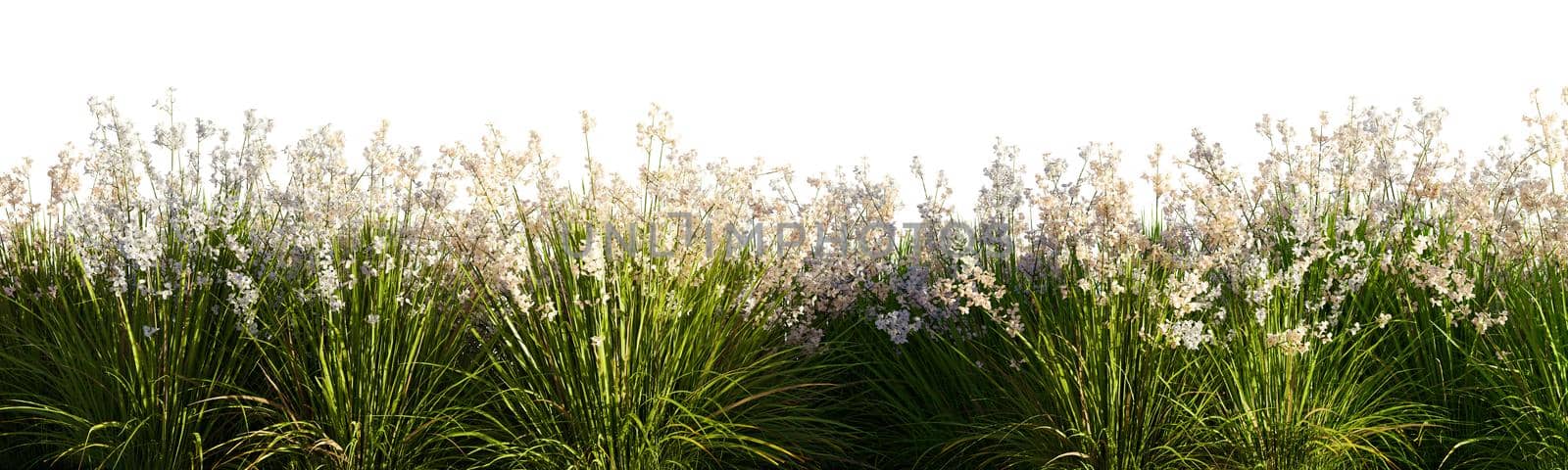 Isolated green grass on a white background, 3d rendering illustration.