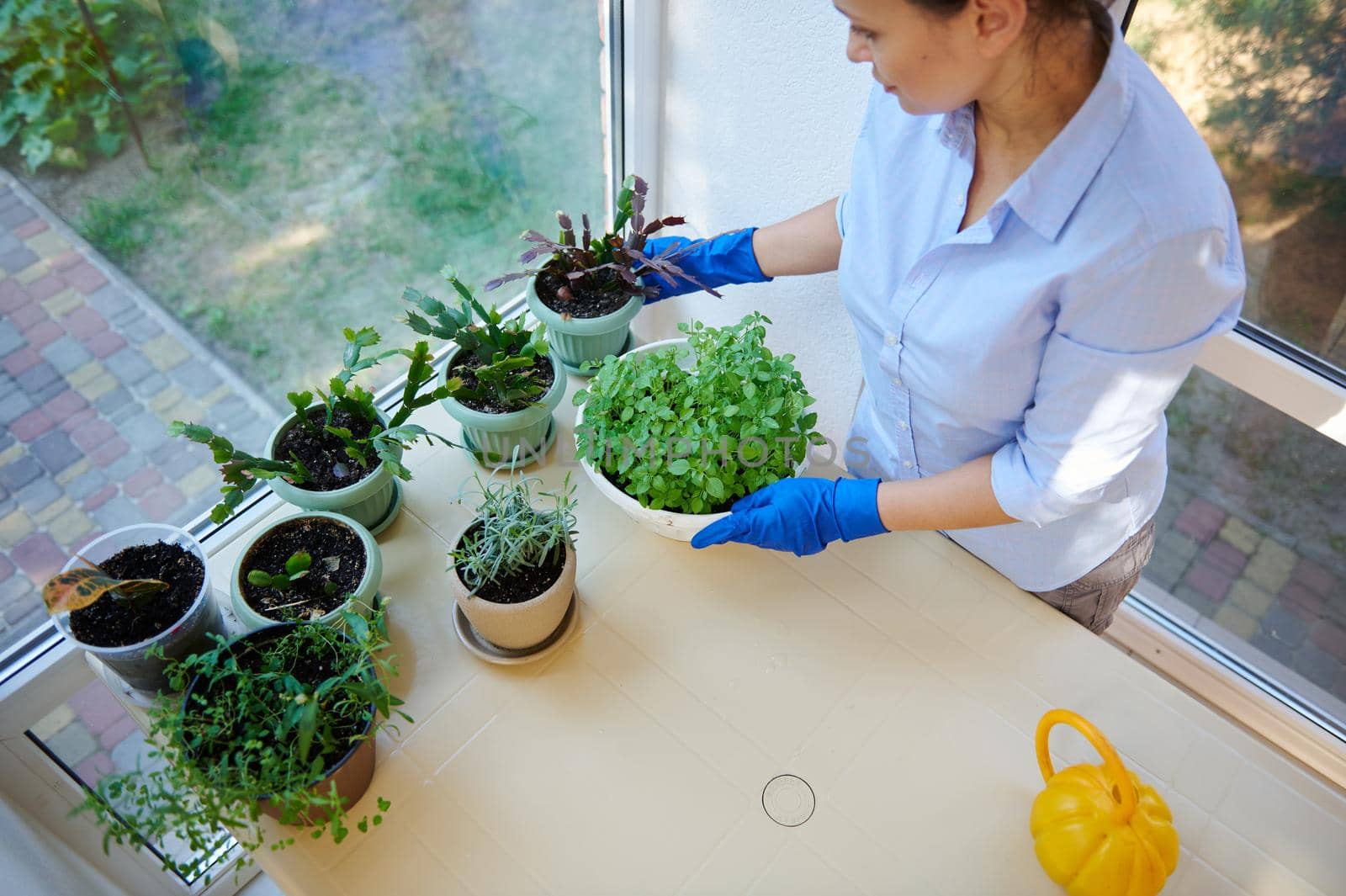 Top view of a multi-ethnic woman housewife, housekeeper, maid in blue rubber gloves, taking care of houseplants in the veranda. Gardening. Floriculture. Housekeeping. Household and domestic chores