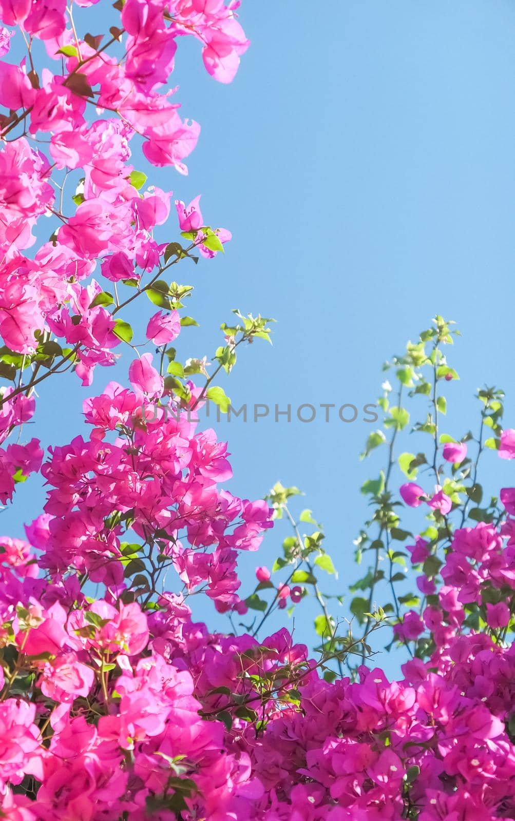 Pink flowers and blue sunny sky - floral background, spring holidays and womens day concept. Living life in bloom