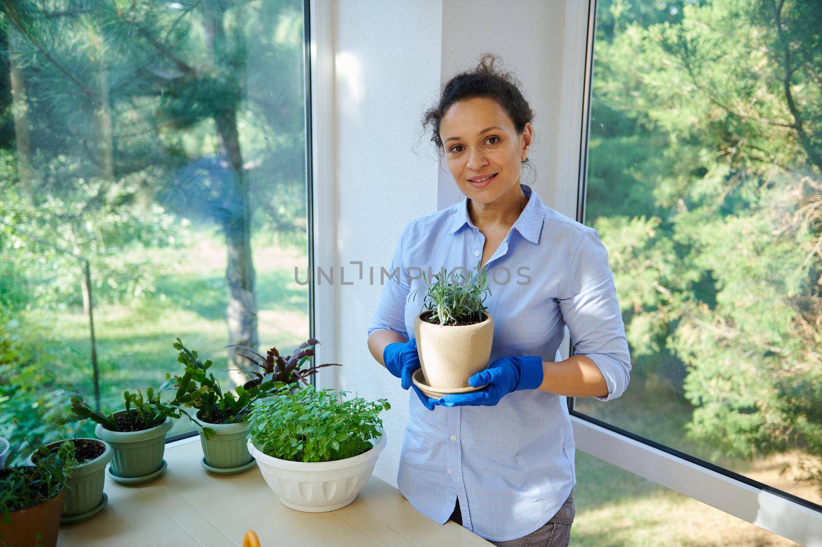 Positive African American woman, delightful housewife, housekeeper holding a ceramic pot with blooming rosemary plant in her gloves hands, smiles at camera standing in the veranda of a summer cottage