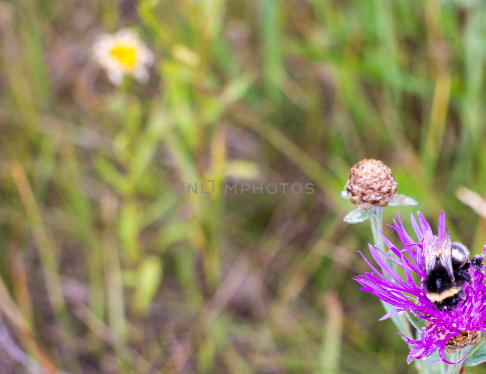 Bumblebee pollinating thistle in meadow against blured green background with copy space