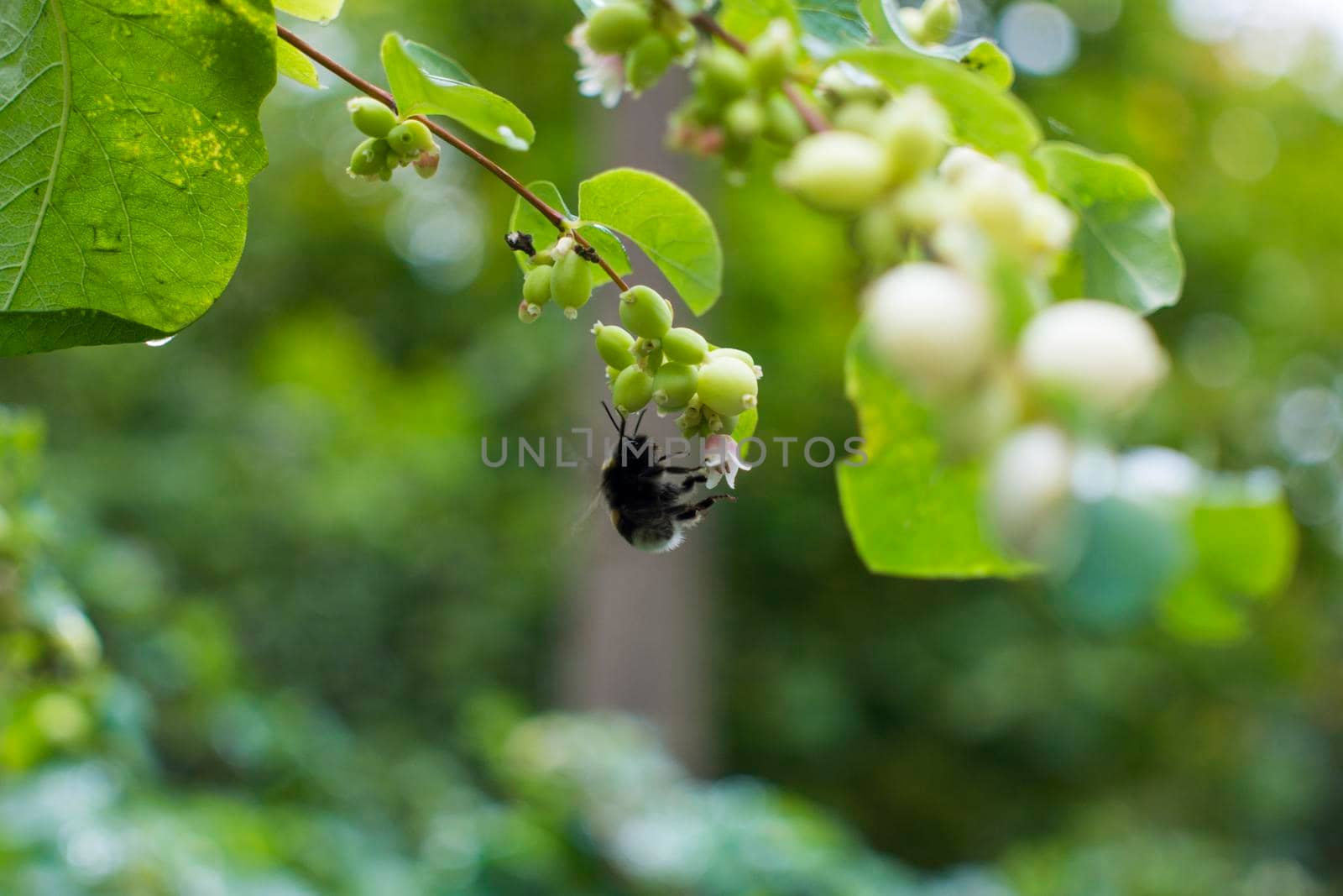 Bumblebee collects nectar after the rain on wet Bush a snowfield with berries and drops