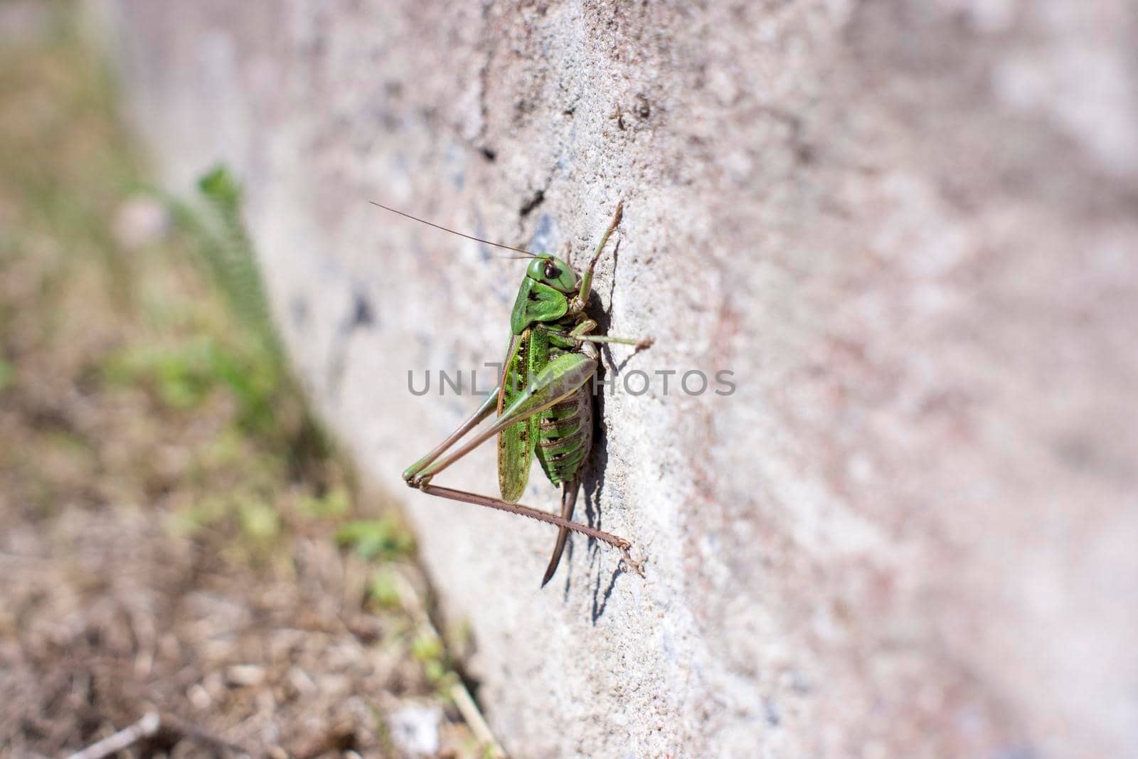 Grasshopper on a white wall blur bacground with copy space