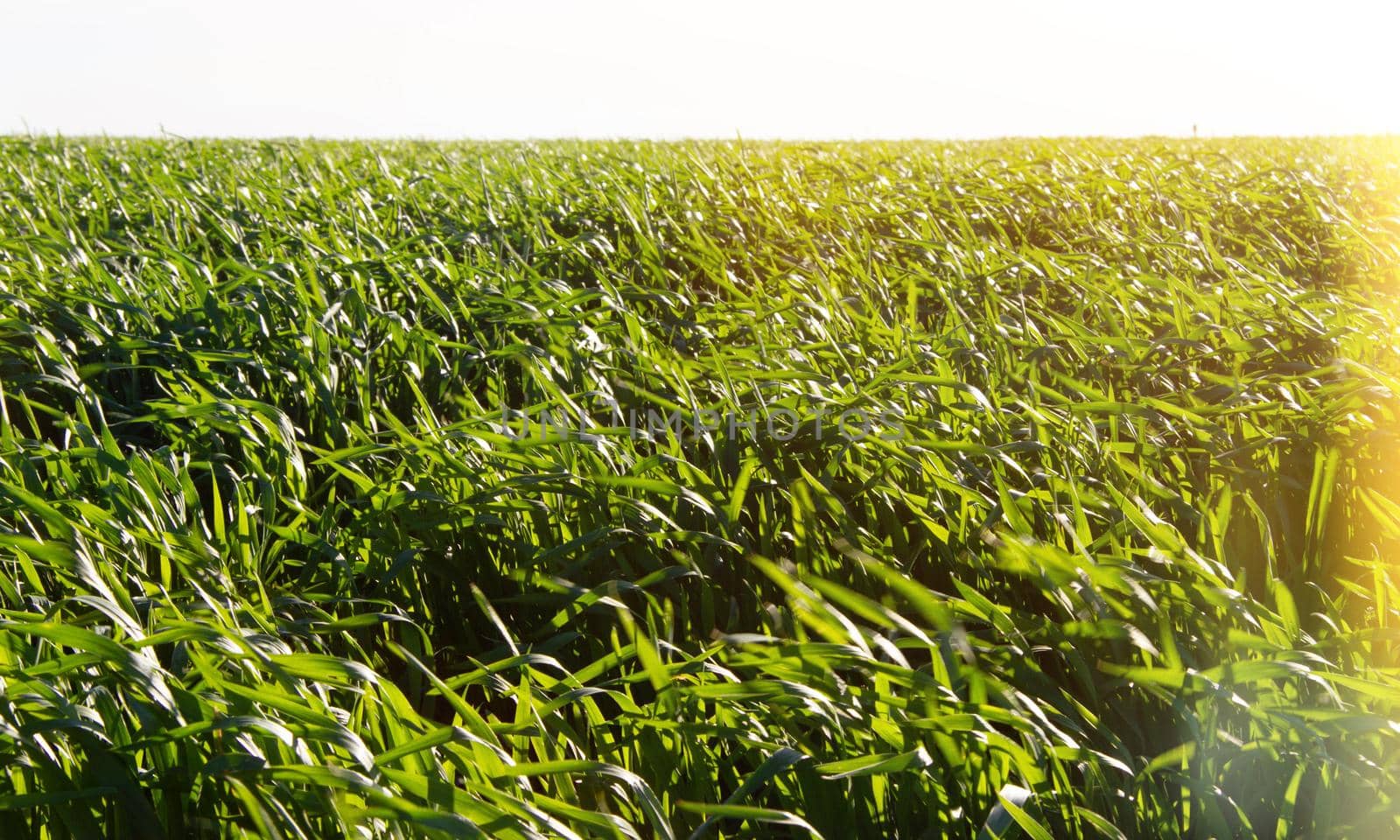 Green grass. A field with tall grass on a sunny day. Green meadow on a sunny day.