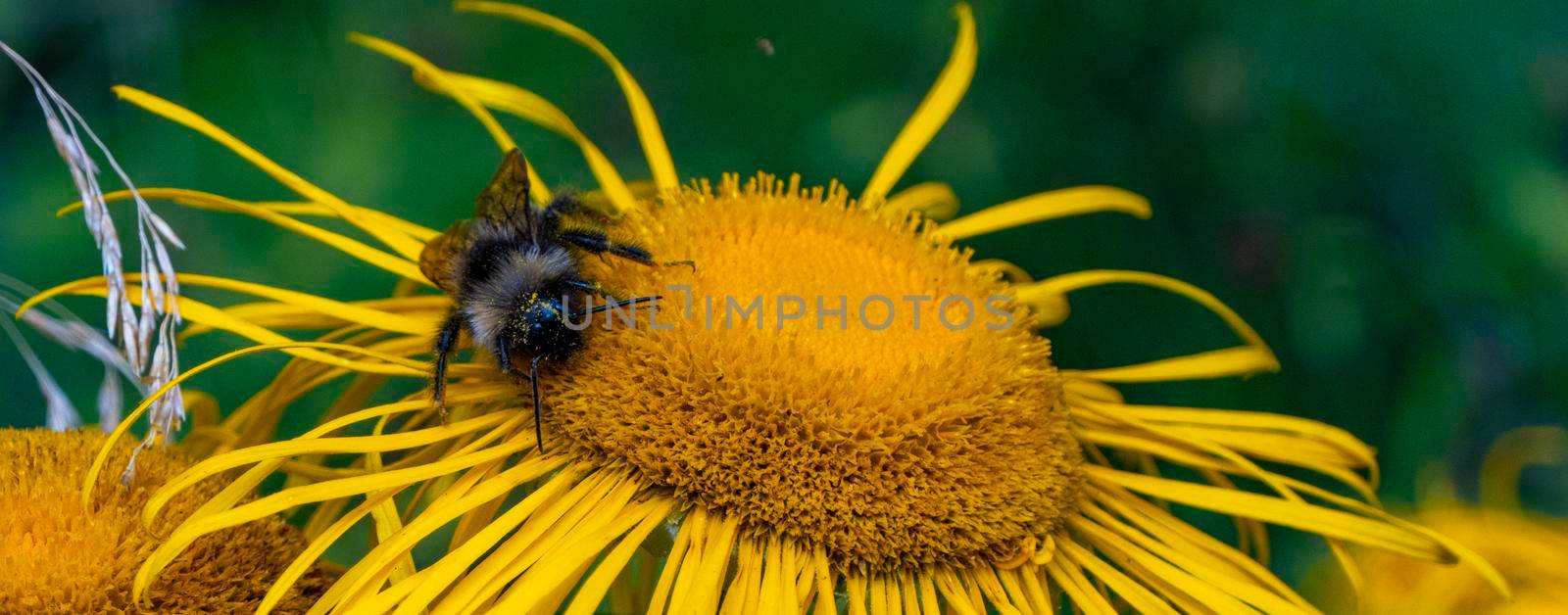 Bee collecting nectar from a beautiful flower by kajasja
