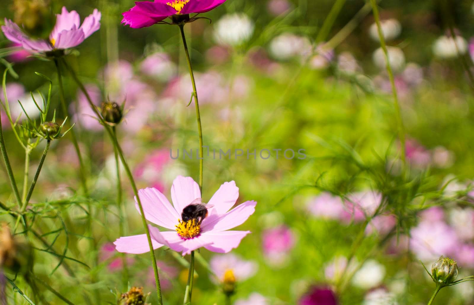 young bumblebee bathing in the pollen of a pink daisies flower on a flowerbed against a background of green leaves