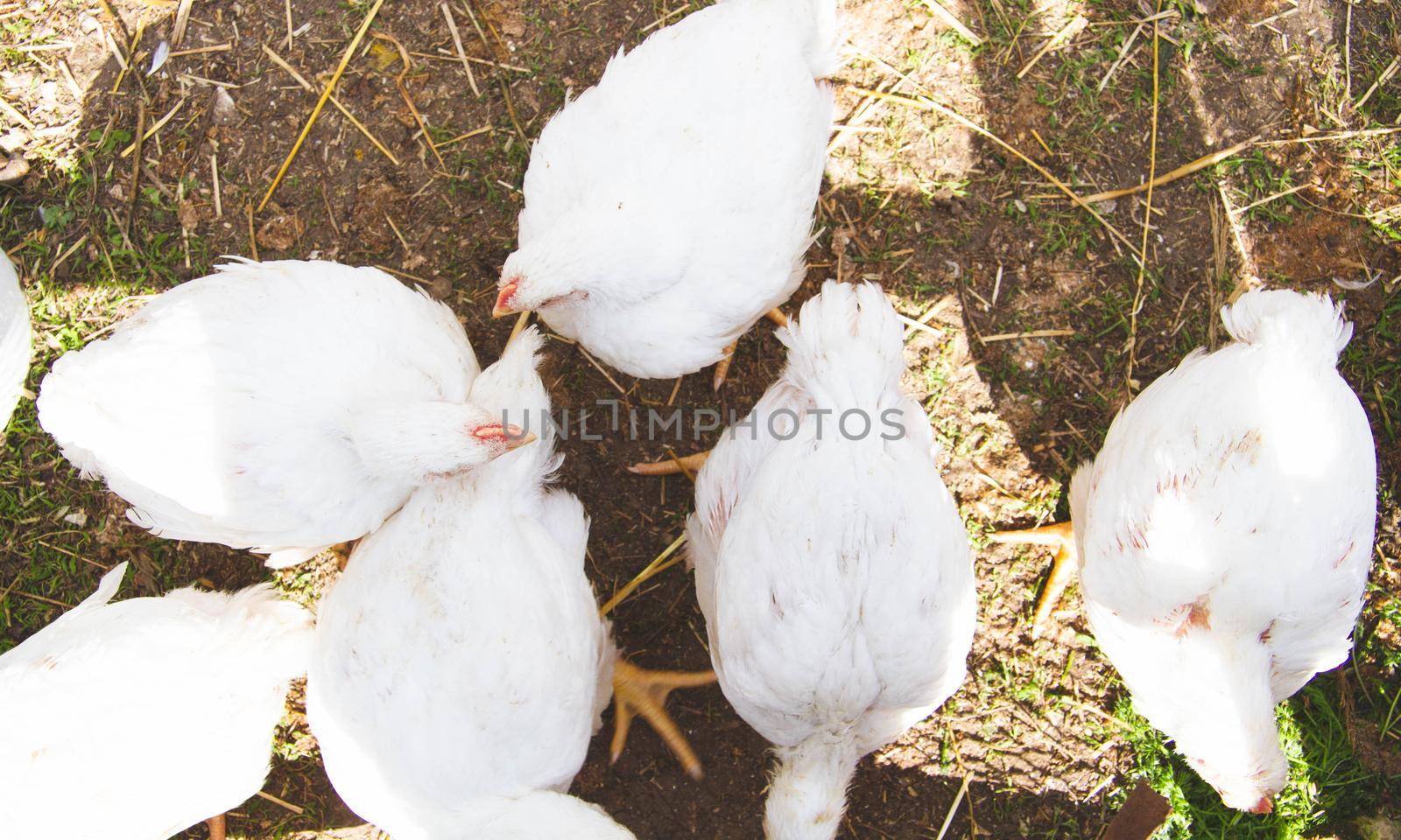 Growing chickens. Farm with chickens. Broilers in a cage. Poultry farming on a small scale.