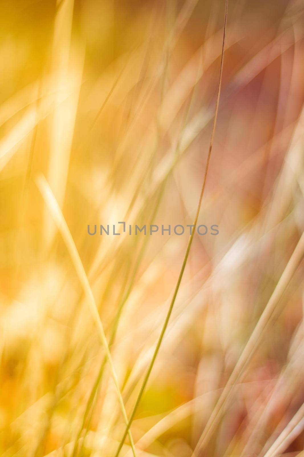 Sunshine over the summer field - beauty in nature, balanced lifestyle, environmental concept. Enjoying the sense of freedom