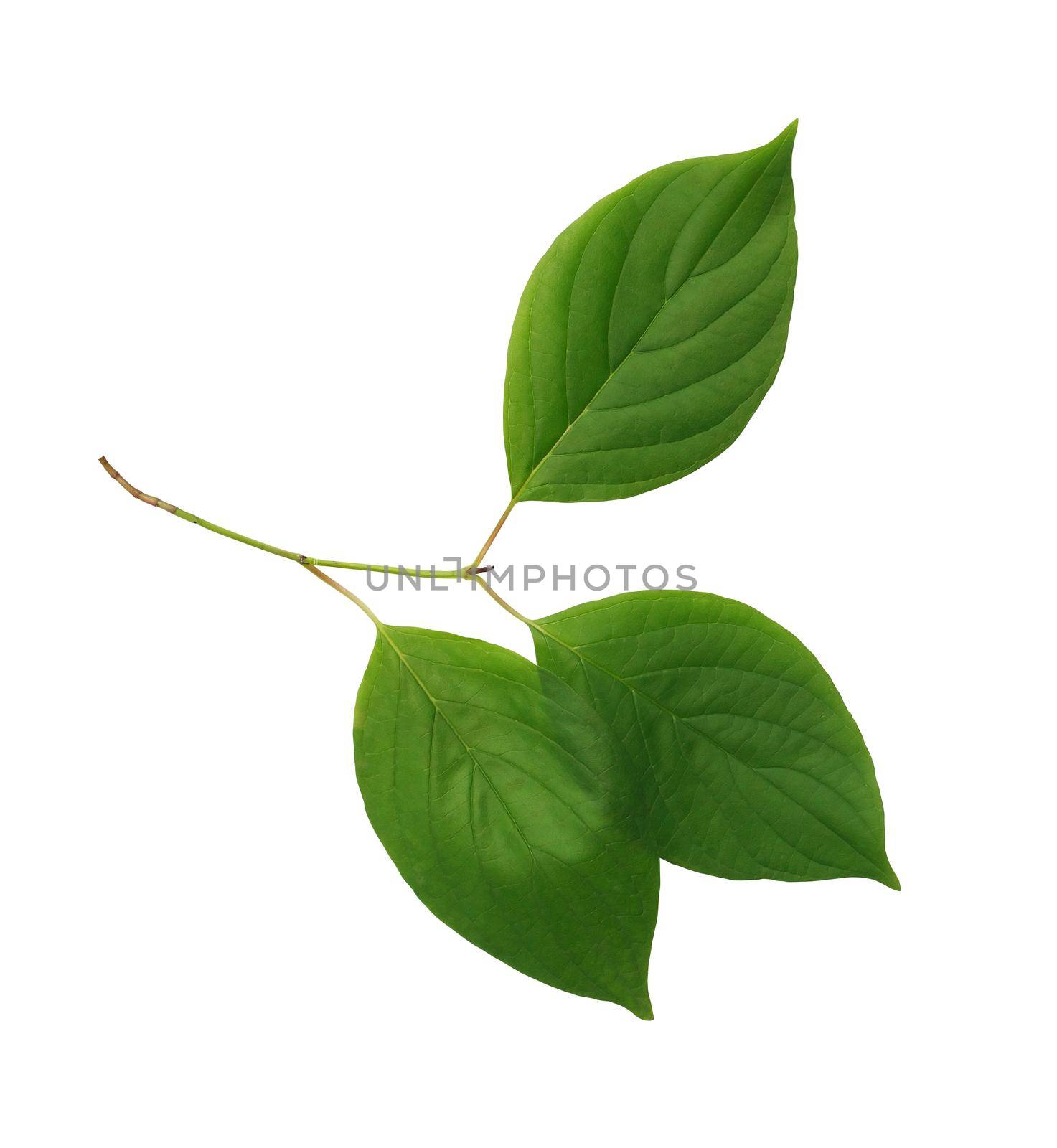 Freshness green leaf twig isolated on white background with clipping path