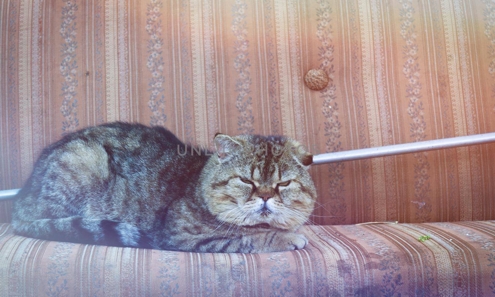 A funny big long-haired cat with beautiful big eyes lies on the sofa. Lovely fluffy cat yawns.