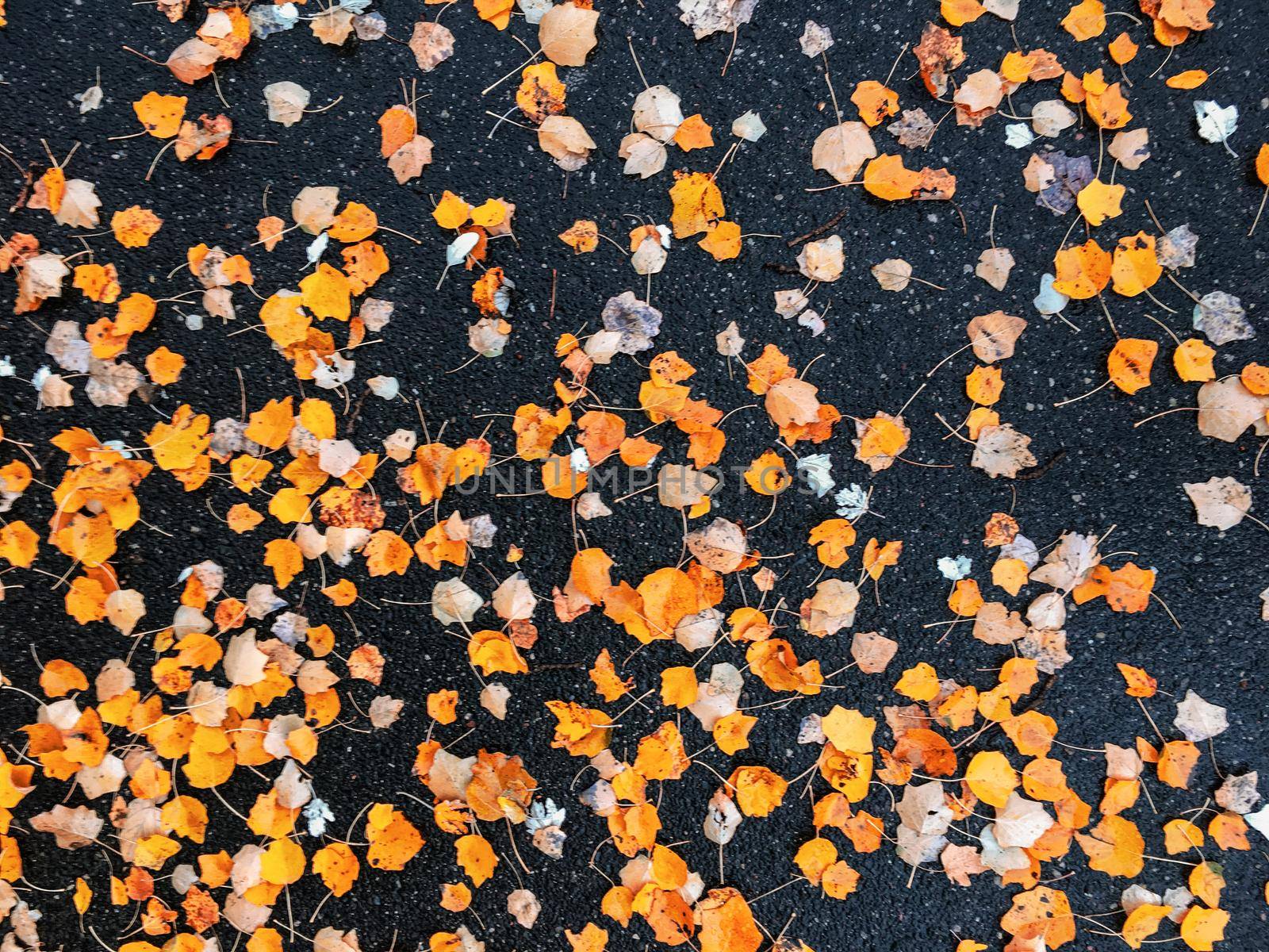 Fall season, weather and environment concept - Autumn leaves and trees, nature background