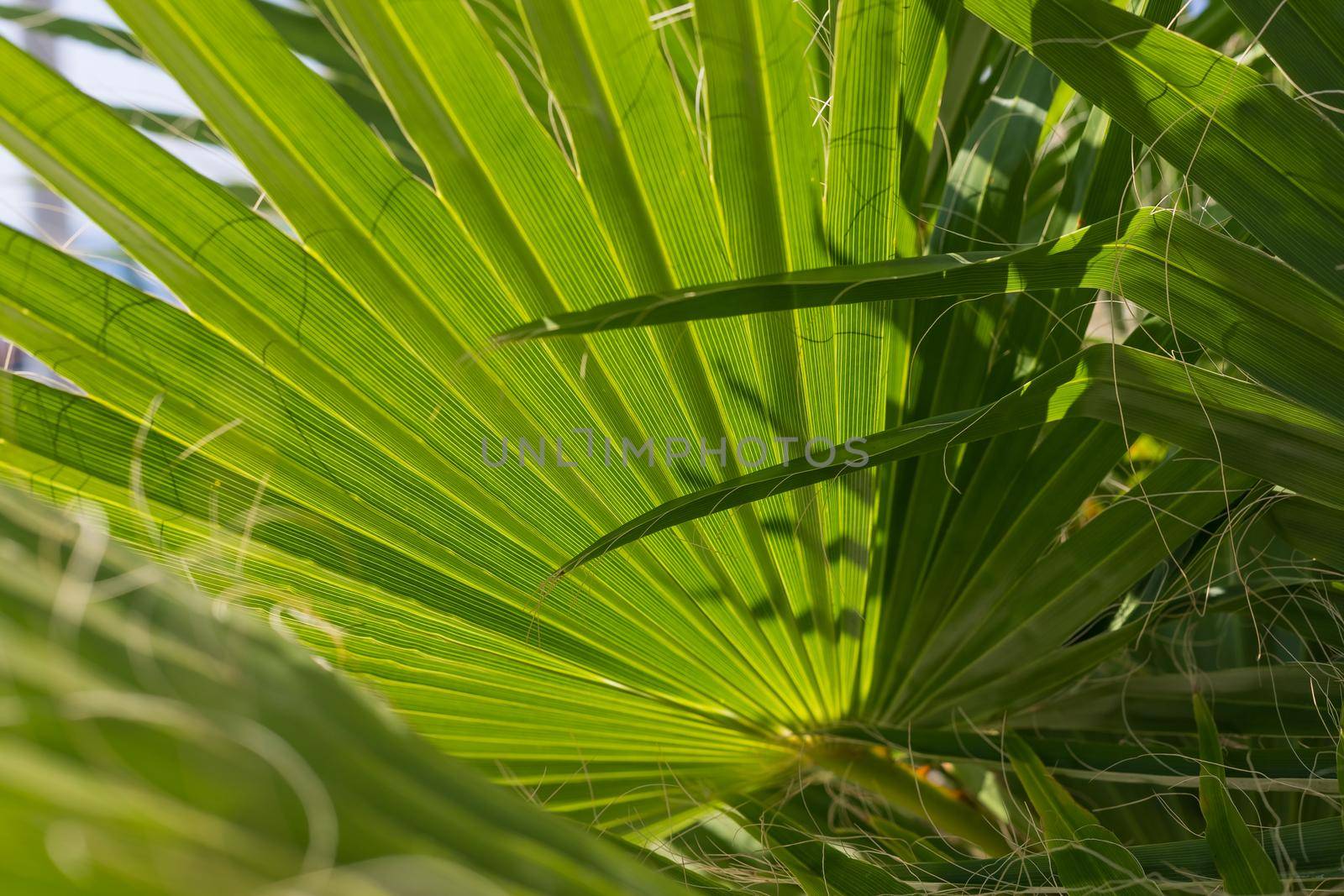 line texture. line texture palm green leaf. Palm background.