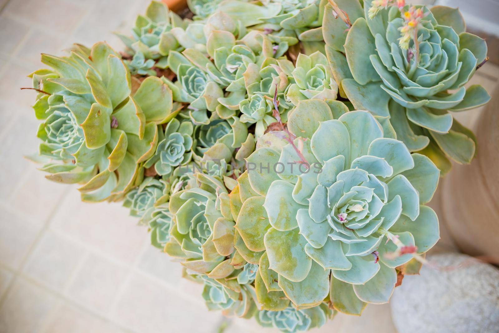 Collection of various multicolored succulent plants. Succulent garden in a metallic pot. Blooming Echeveria. Top view.