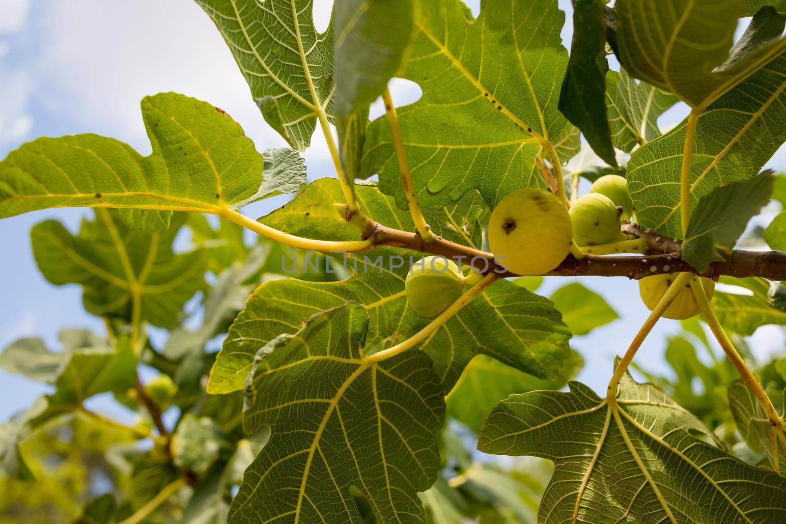 Branches of fig tree Ficus carica with green leaves and fruit