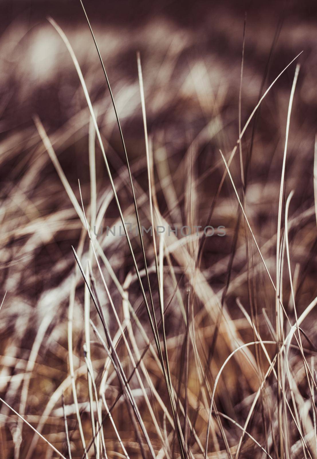 Rustic summer field by Anneleven