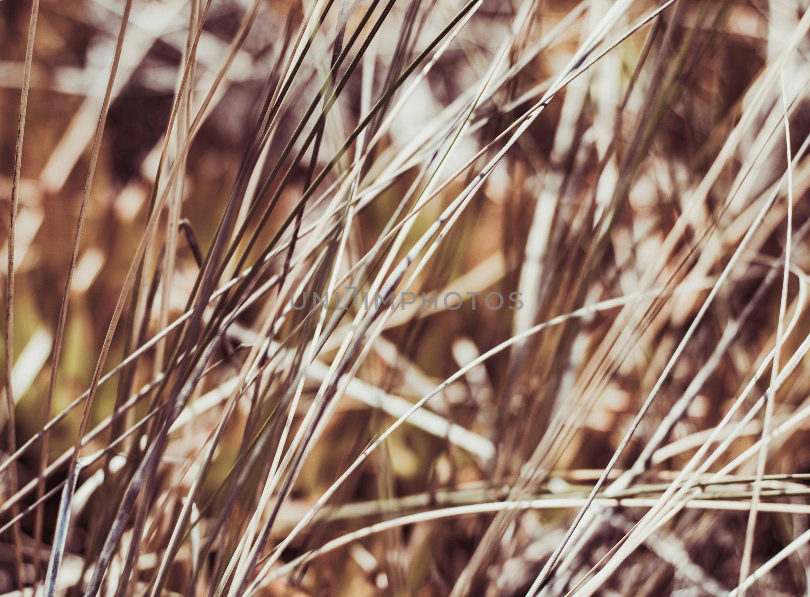 Beauty in nature, balanced lifestyle, environmental concept - Rustic summer field