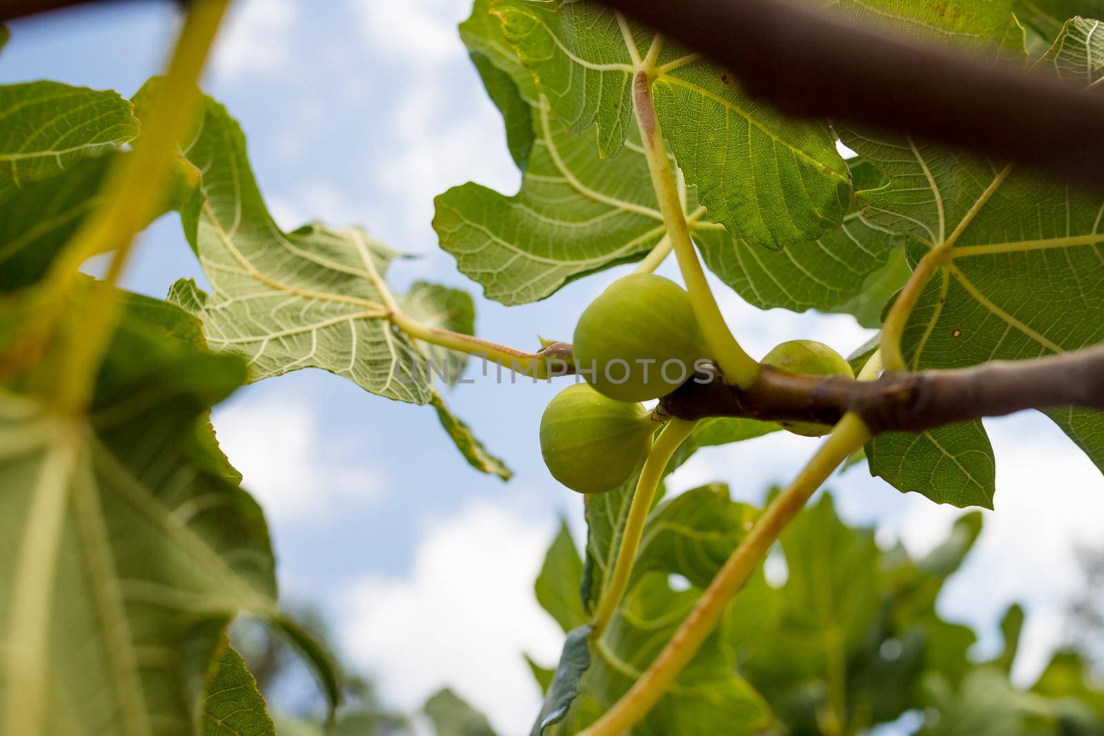 Branches of fig tree Ficus carica with green leaves and fruit