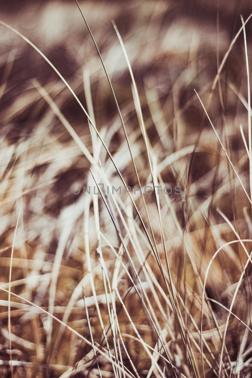 Beauty in nature, balanced lifestyle, environmental concept - Rustic summer field