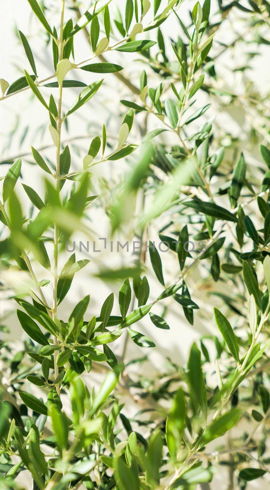 Olive tree and sunshine - gardening, nature background and environmental concept. The beauty of a green garden