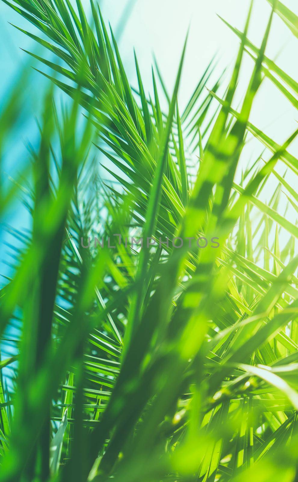 Wonderful green palm leaves - exotic vacation, botanical background and summer concept. Enjoy a tropical dream