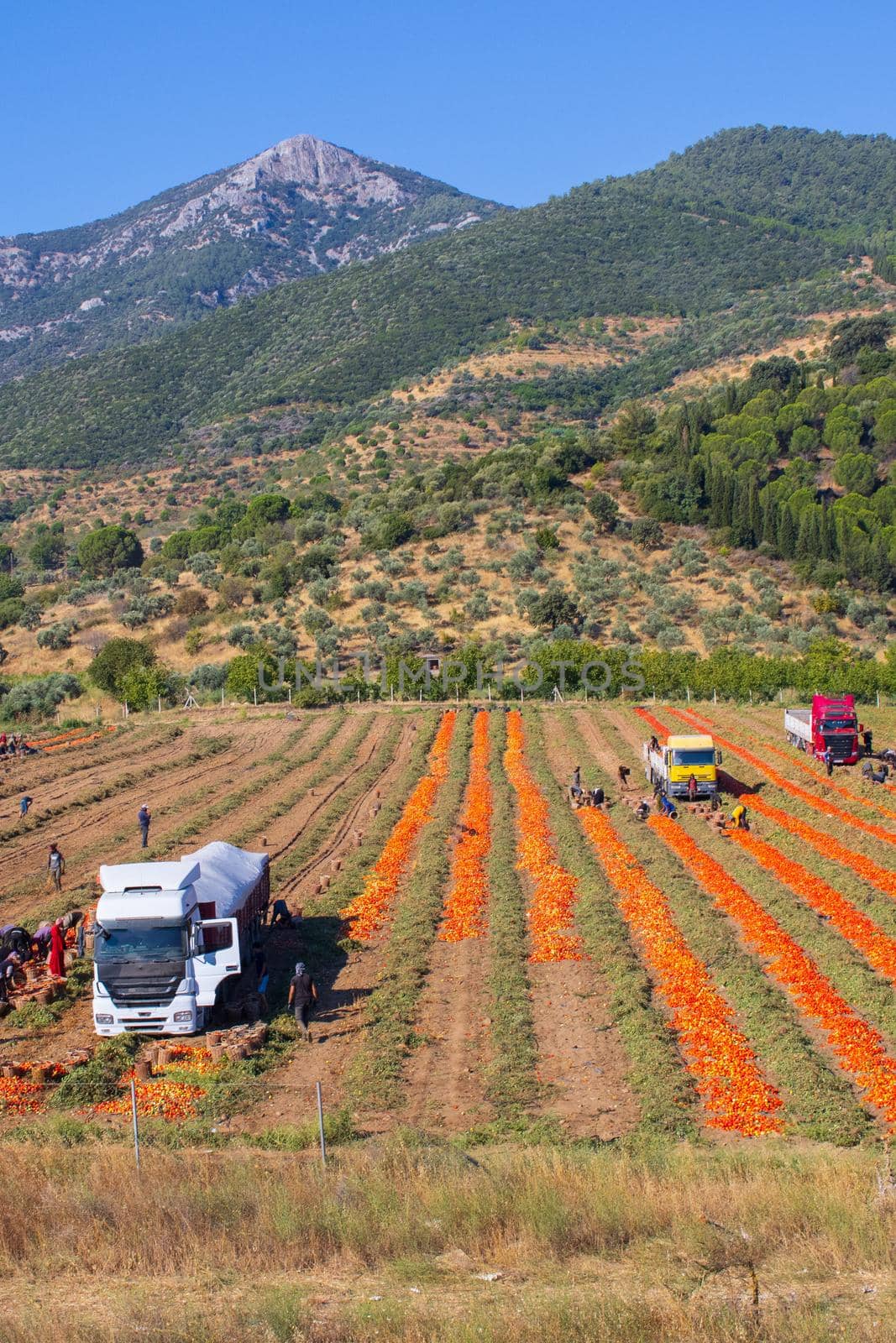 Aerial image of trailers loaded with Fresh harvested ripe Red Tomatoes. by senkaya