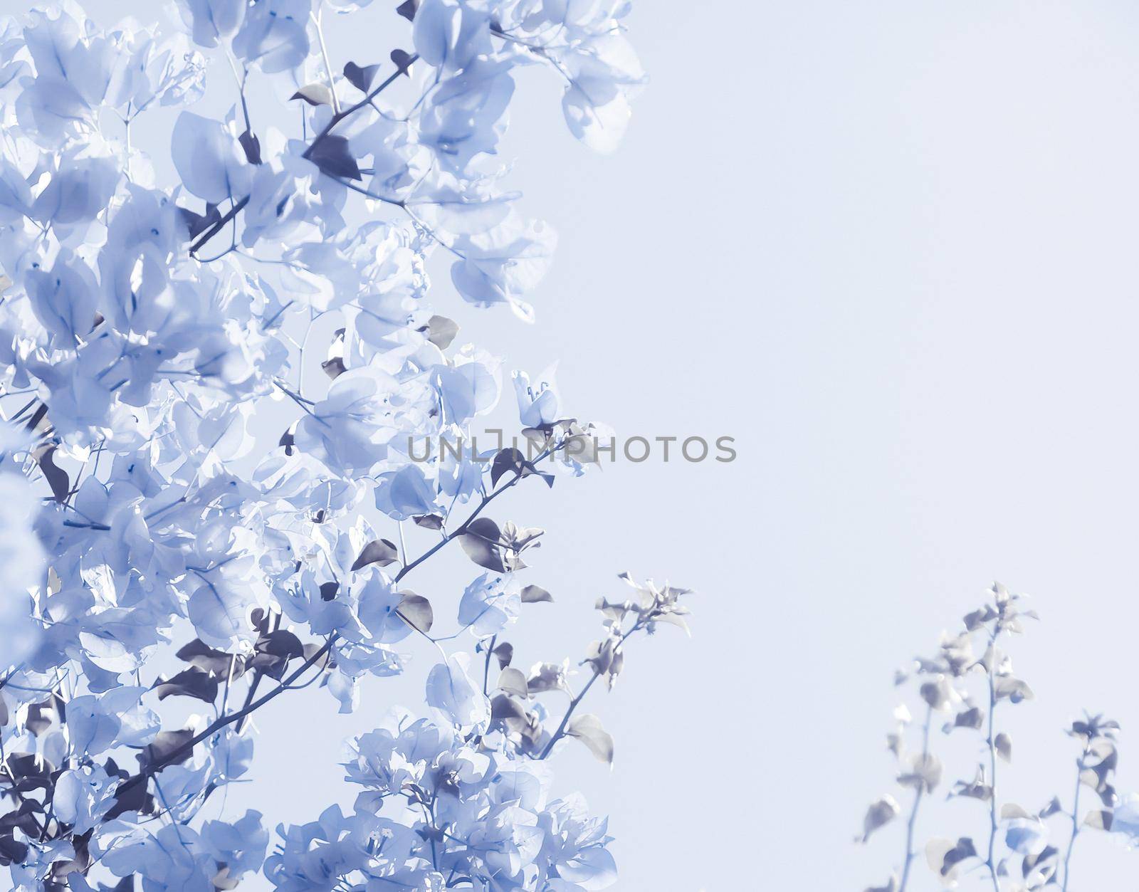 Flower background, spring nature and botanical beauty concept - Blue floral composition