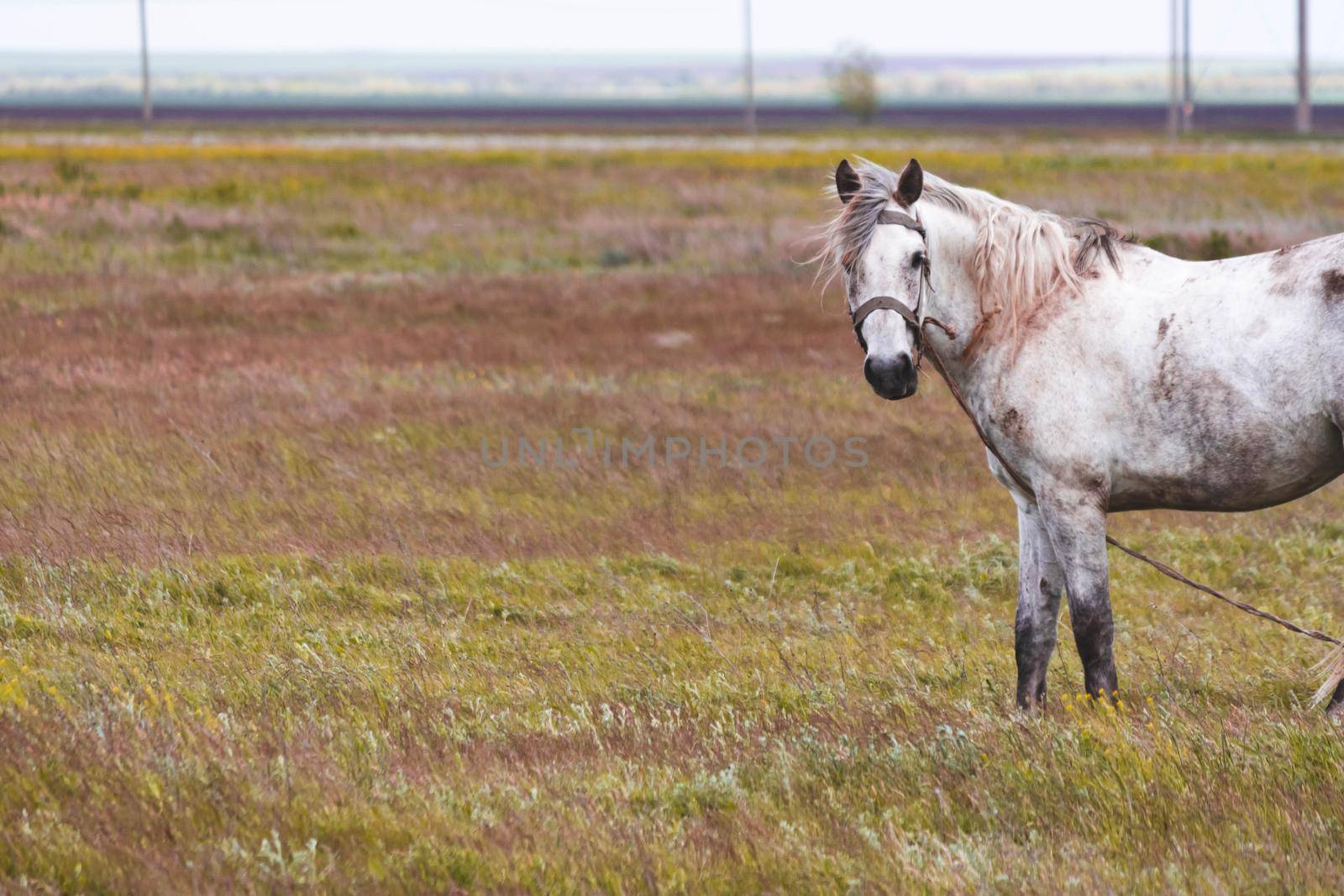 Horse in the field. A beautiful horse grazes in the field. Pasture for pets.