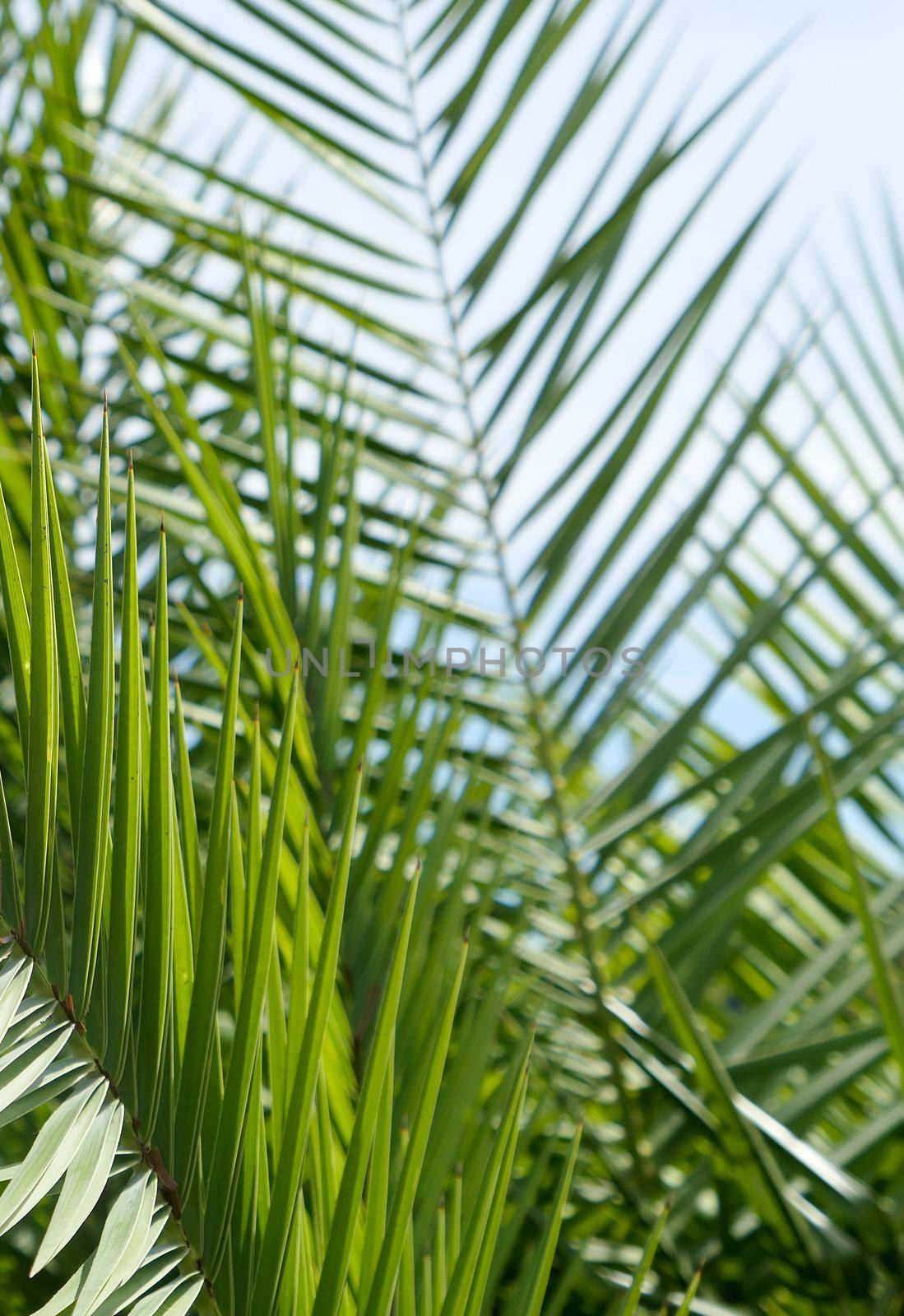 Exotic vacation, botanical background and summer travel concept - Palm leaves in summertime