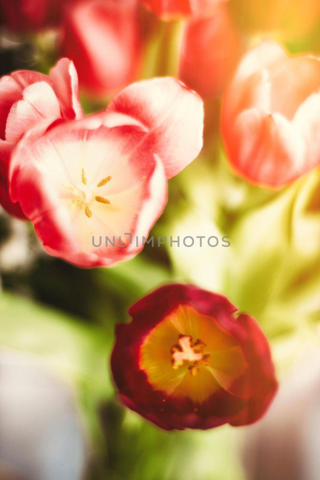 Bouquet of tulips in bloom - mothers day, springtime and international womens day concept. Brighten up your home with flowers