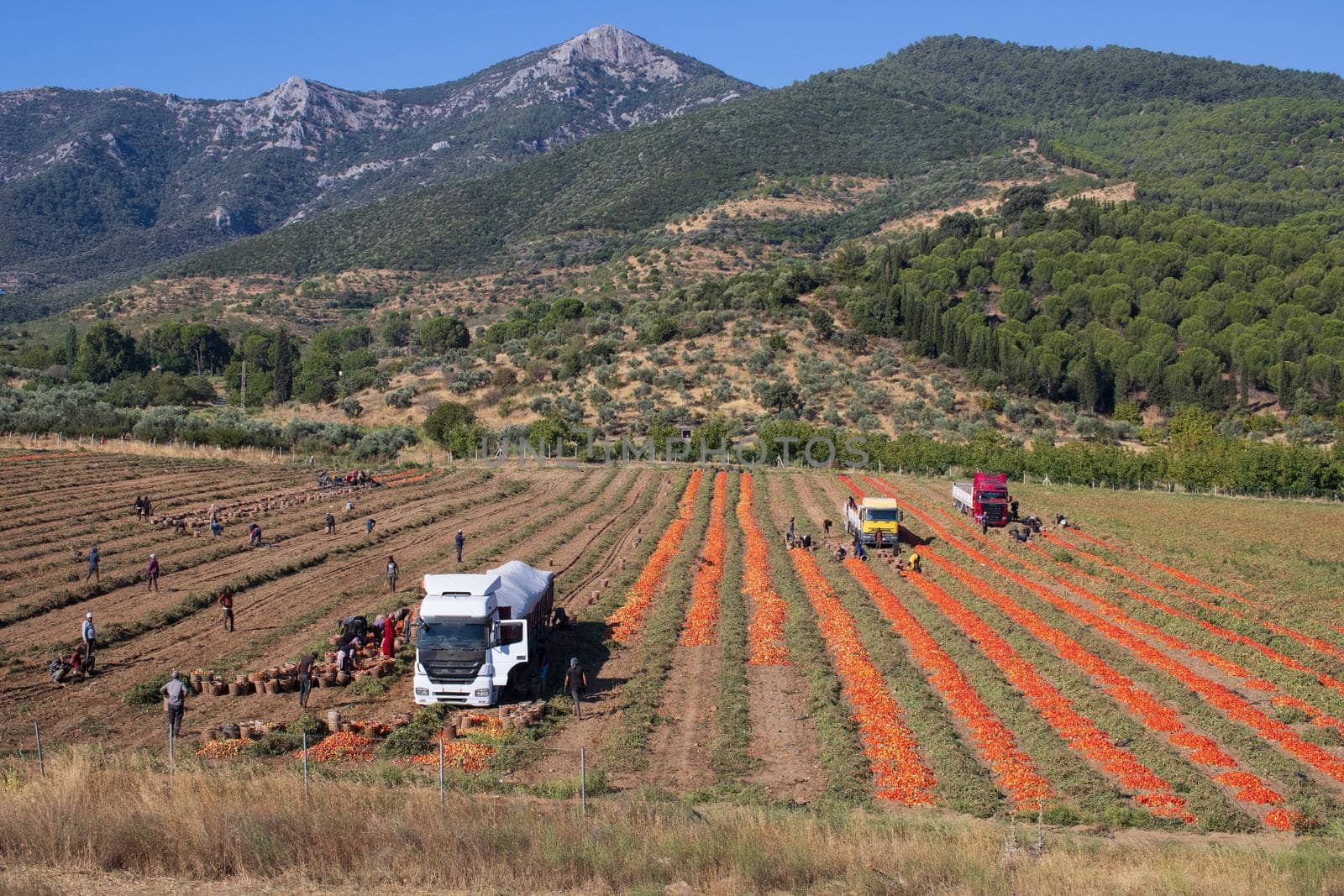 Aerial image of trailers loaded with Fresh harvested ripe Red Tomatoes. High quality photo