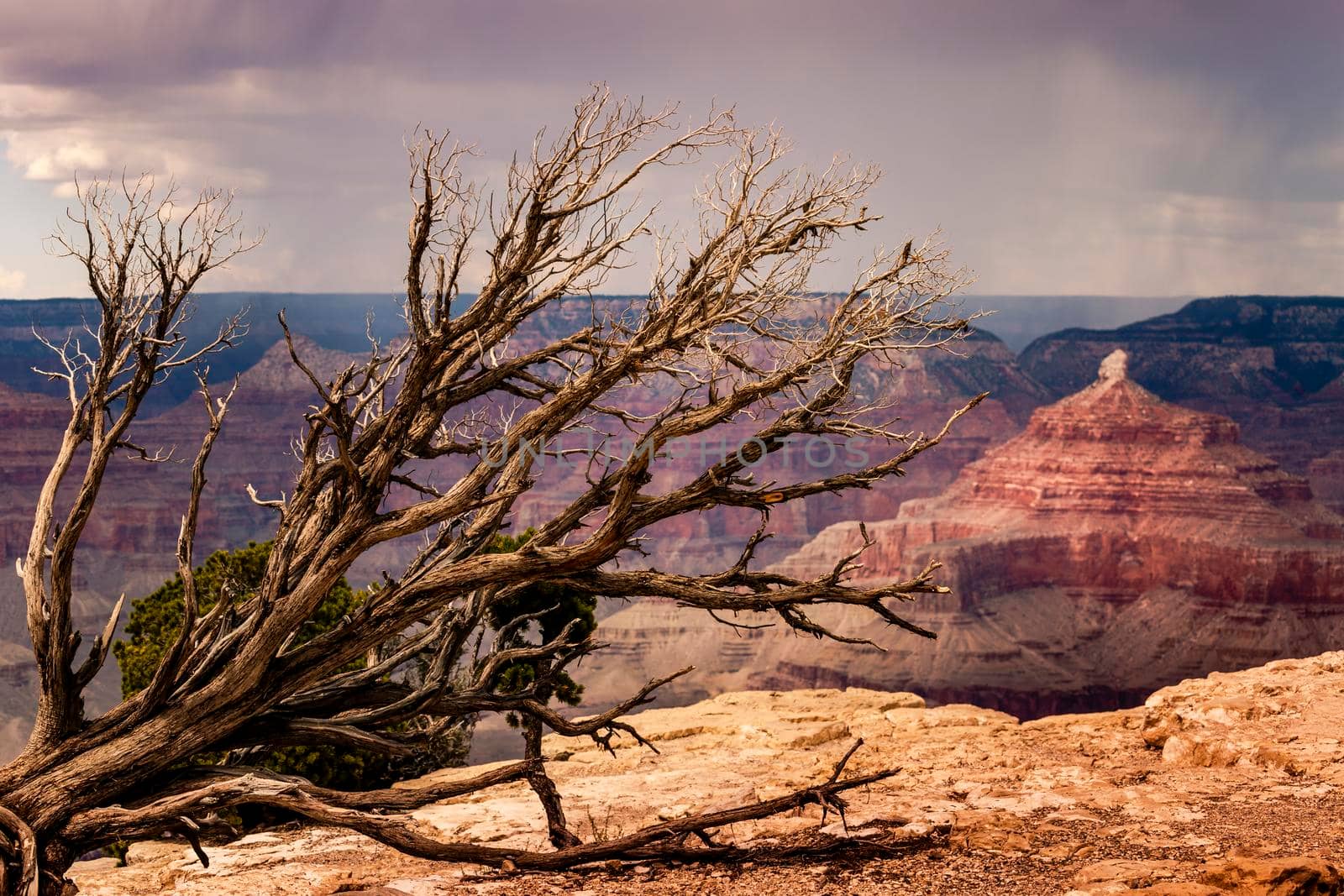 Grand Canyon south rim with single tree trunk at dramatic sky with storm clouds, Arizona, United States