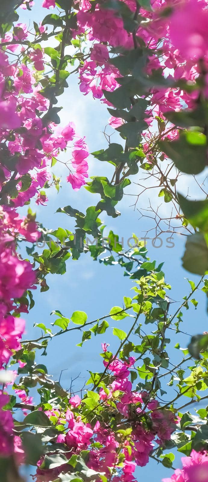 Pink flowers and blue sunny sky - floral background, spring holidays and womens day concept. Living life in bloom