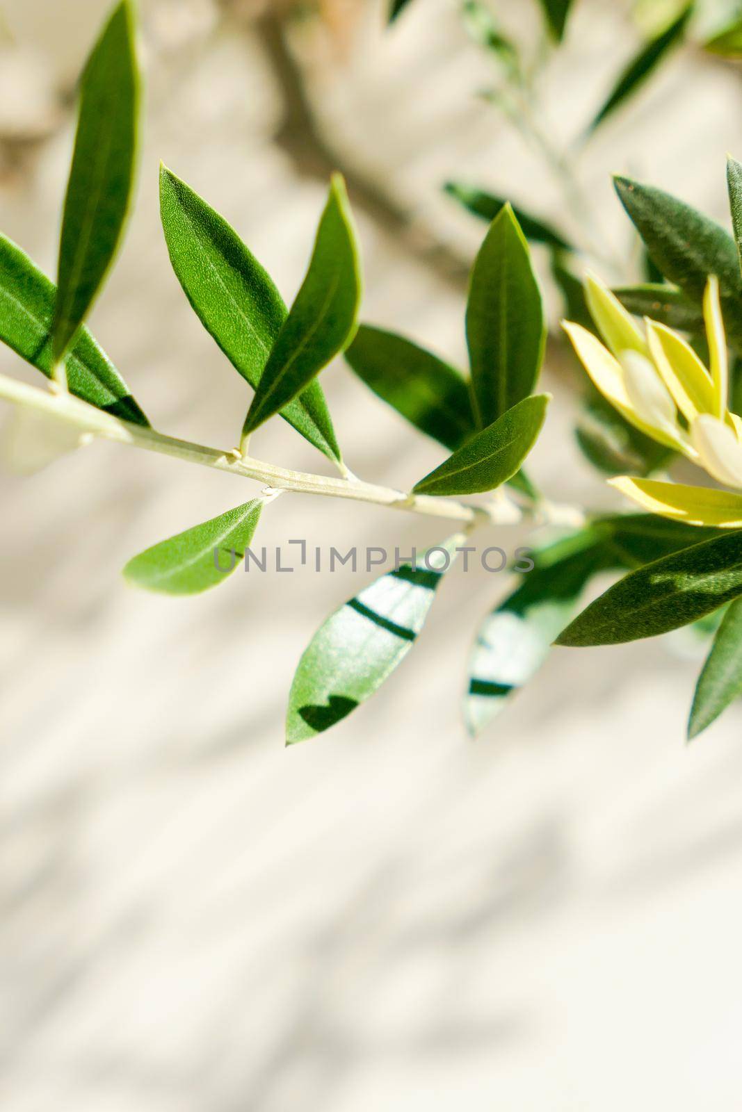 Olive tree and sunshine - gardening, nature background and environmental concept. The beauty of a green garden