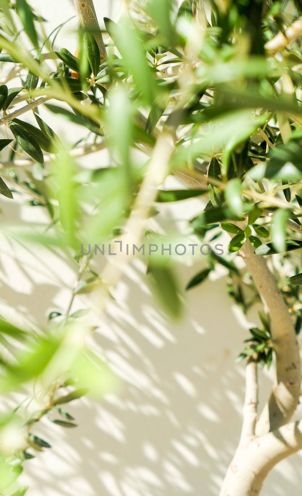 Olive tree and sunshine - gardening, nature background and environmental concept. The beauty of a green garden