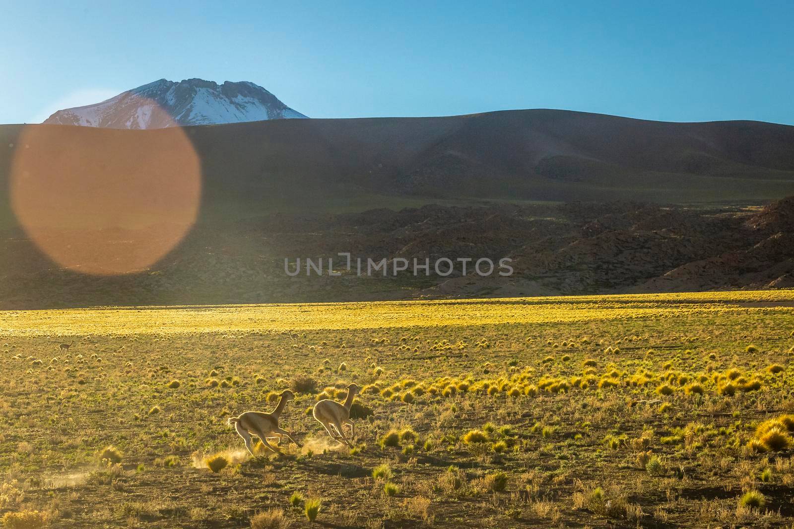 two Guanaco Vicuna in the wild of Atacama Desert, Andes altiplano, South America