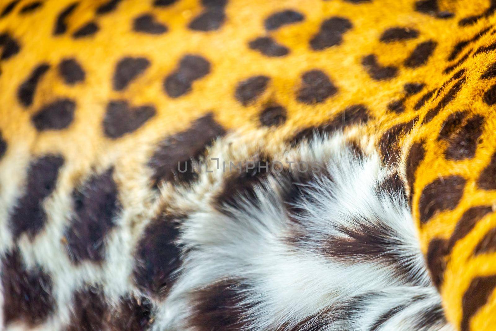 Jaguar Panthera onca, Close-up of feline skin pattern in Pantanal, Brazil by positivetravelart