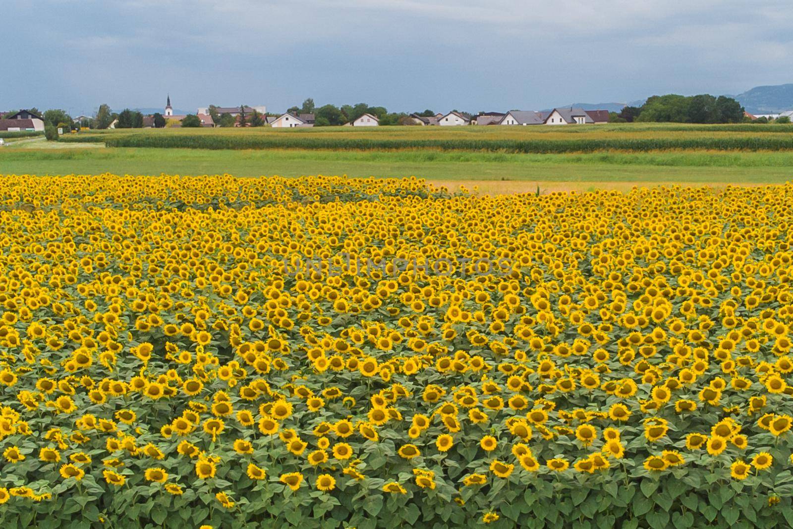 Wonderful panoramic view of field of sunflowers by summertime