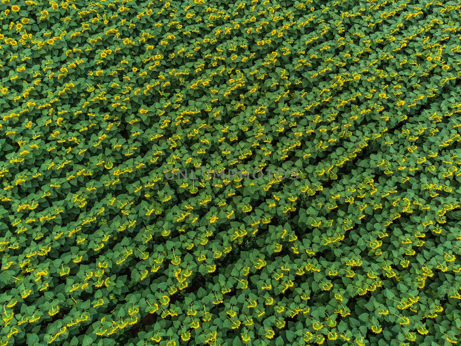 Wonderful panoramic view of field of sunflowers by summertime.