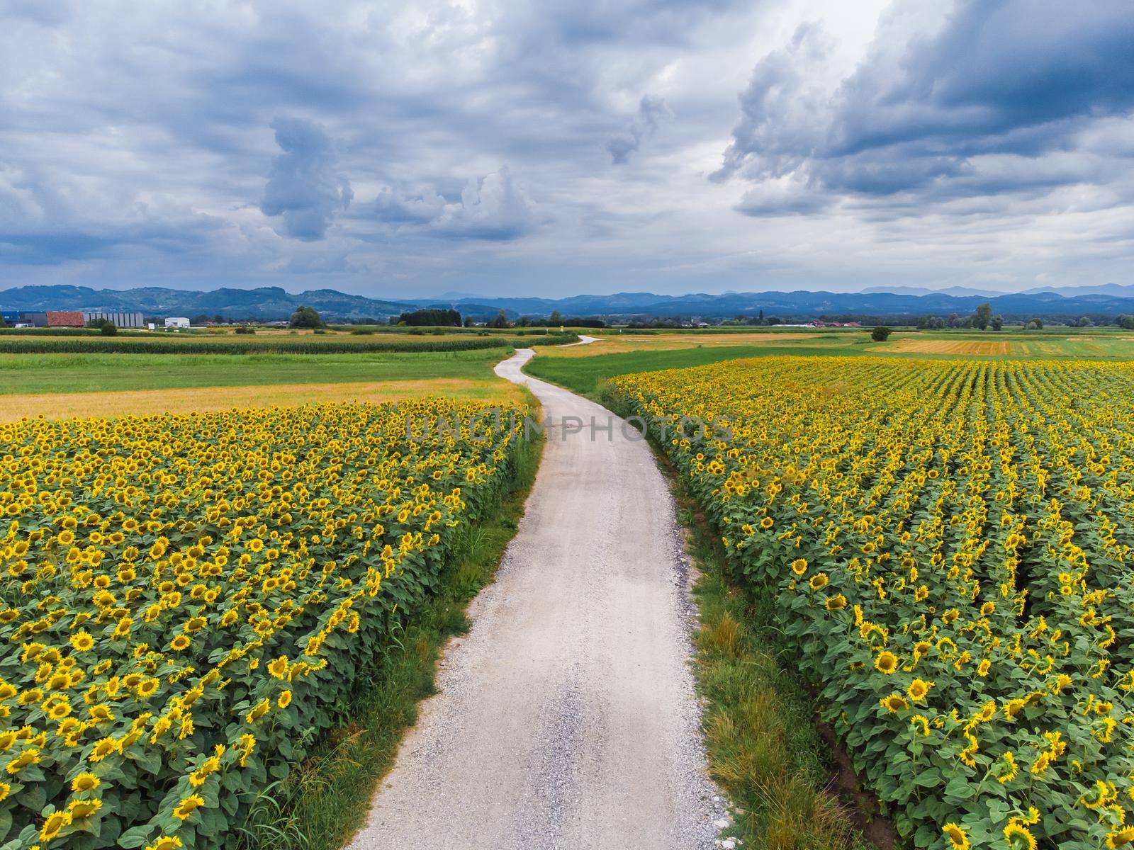 Wonderful panoramic view of gravel road cutting trough field of sunflowers by summertime. by kasto